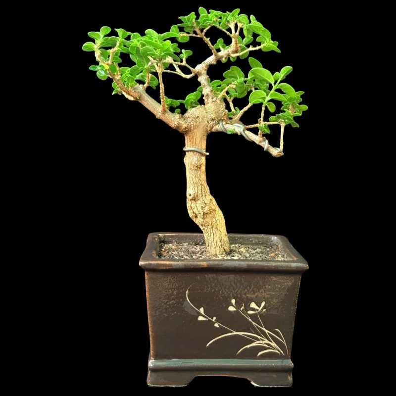 PREMNA MICROPHYLLA